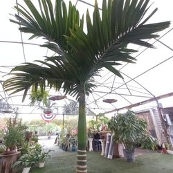 Beautiful Areca Catechu Palm Tree 🌴🌴$1,500