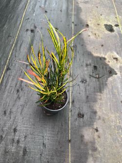 Croton Picasso