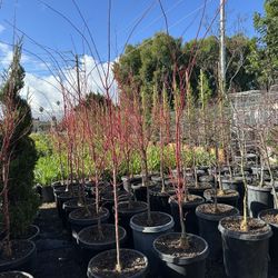 Sango Kaku Japanese Maples
