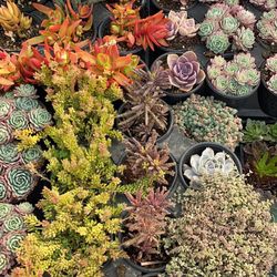 Beautiful Succulents