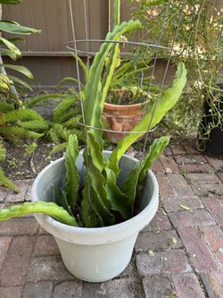 Dragon Fruit Stalks