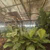 Indoor Plants