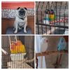 JANETH GOT 🐶🐦🦜🕊
