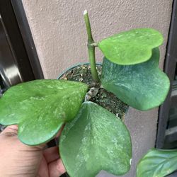 Hoya Kerri Splash Indoor Plants