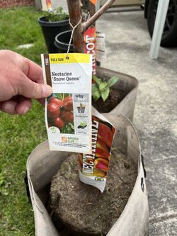 Tomato, Pepper, Apple Apricot Nectarine Trees Tree Sale