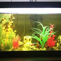 Fish Tank 40+Gallons & Accessories etc.,