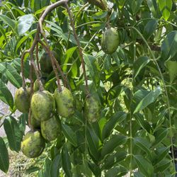 June Plum/Golden Apple Tree