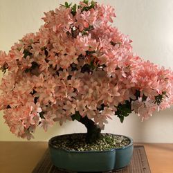 Japanese Satsuki Bonsai Starters