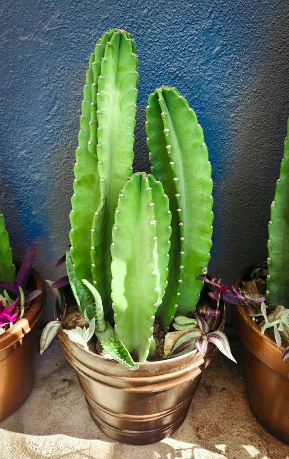 Peruvian Cactus & Succulent Planter 🌵🪷