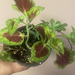 Coleus plant is 4“ pot Surrounded By English Ivy