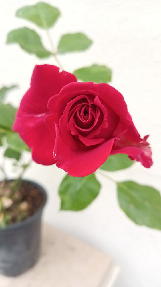 Live Blooming Rose Plant 1-gal Beautiful Pure Red Color