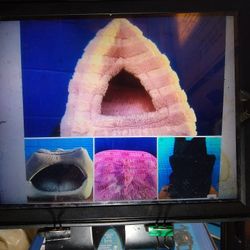 DOG CAT PYRAMID BED PINK $15=GREY$15= CARPET $5=BACK PACK CARRIER $10