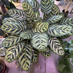 8” Big Calathea Peacock