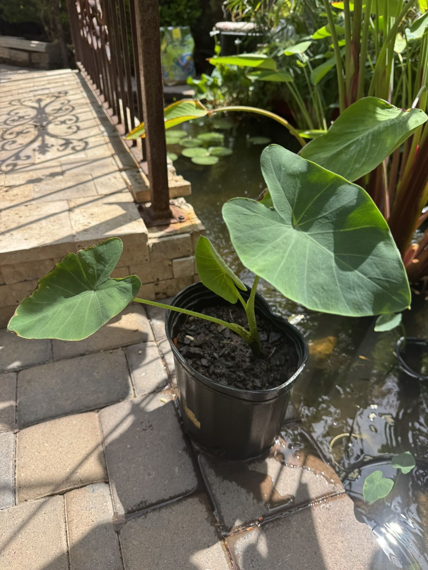 Aquatic Plant