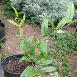 pomegrenate tree 