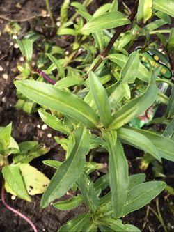 1 Live Rooted Mexican Terragon Plant Fast Shipping