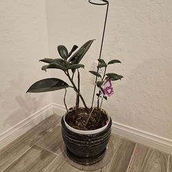 Beautiful Plant With Great Pot