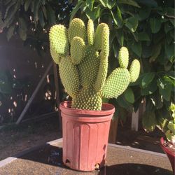 ☀️🌵🌵🌞Yellow Cactus🌞🌵🌵🌿