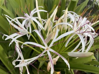 Starter Lily Plant