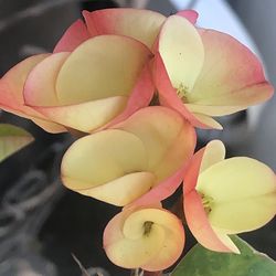 Corona de cristo cemiya