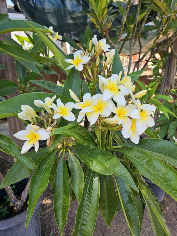 15 Gallons Plumerias