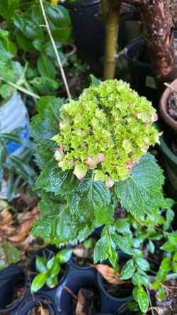 hydrangea