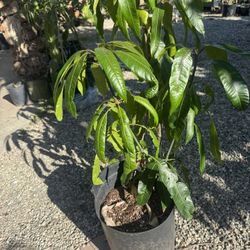 Altaflo Mango 