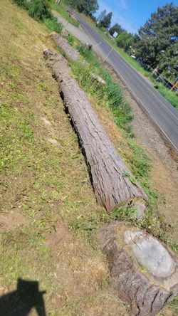 FireWood Logs