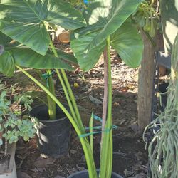 Planta oreja de Elefante