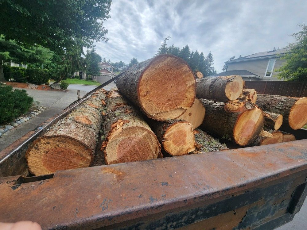 Fir Firewood Logs 12 Feet Long.