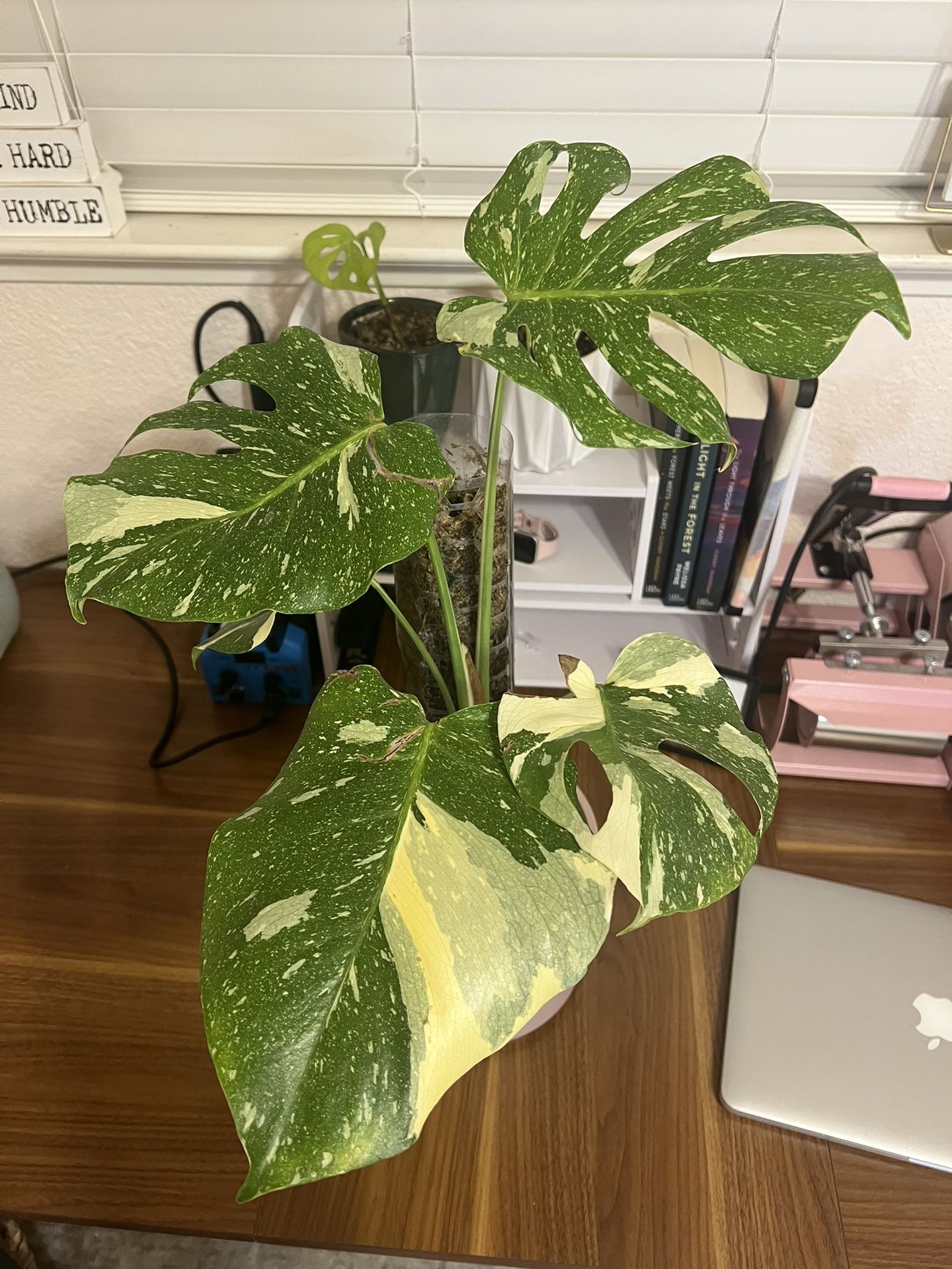 Highly Variegated Monstera Thai 18”