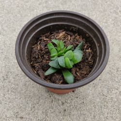 HAWORTHIA