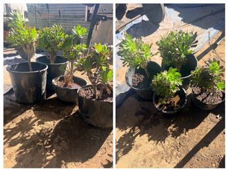 Plants
