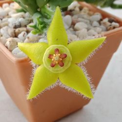 Stapelia Plants 🪴 Yellow Star ⭐️ Flowers One Cut Three Inches 