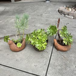 Succulents in Pots ($5 Each)