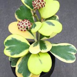Variegated Hoya Kerri Plants 🪴💚🤍