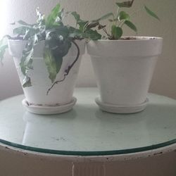 Two White Terracotta Planters 