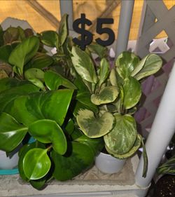 Peperomia