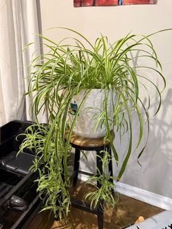 extra Large Spider Plant in White Pot