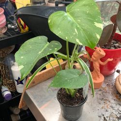 Baby Thai Constellation Monstera