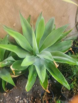 Maguey 15 Galones $20