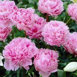 Peony Plants 