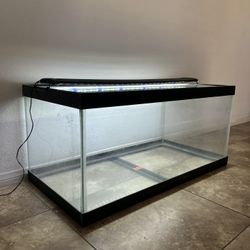 Fish Tank 