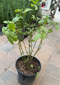 Mint plans $10 Each