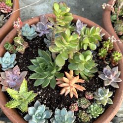 Succulent Arrangements 