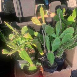 Nopales Prickly Pear Cactus Plants!! $10 Each 