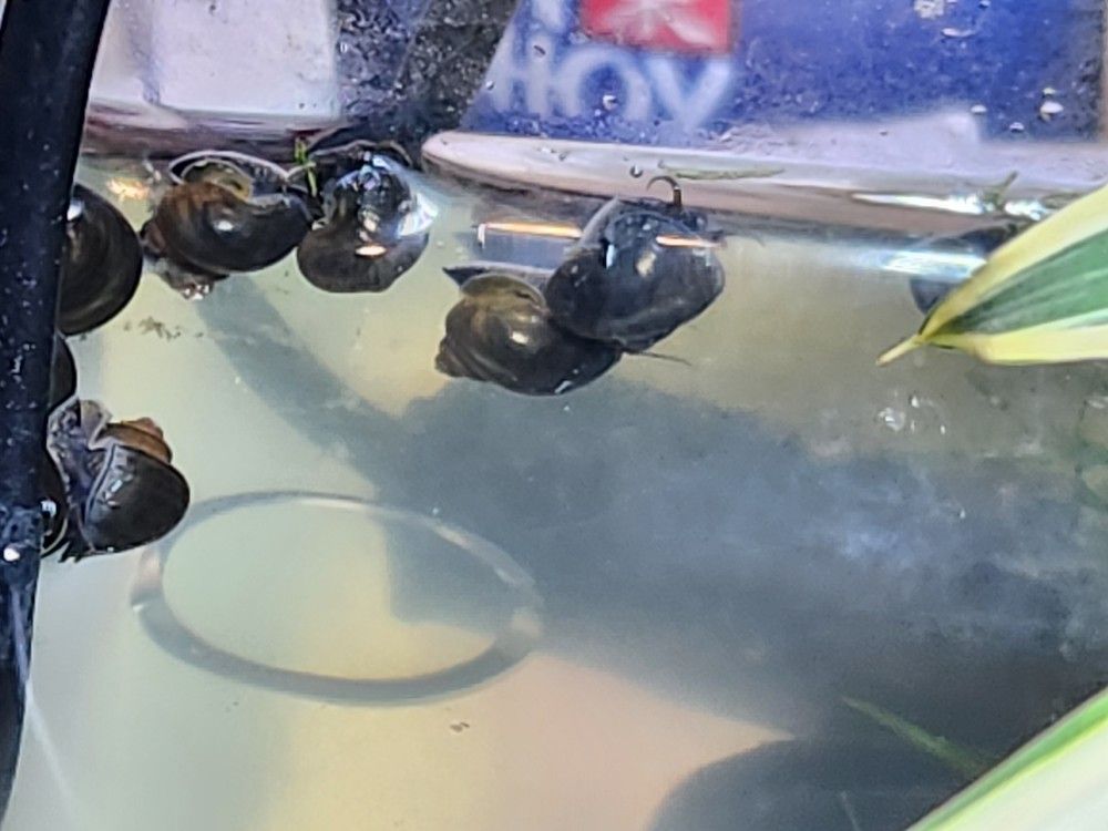 Adolescent Aquatic Mystery Snails, $2.00 each/3 for $5.00