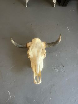 Real steer skull