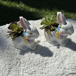 Easter Plants