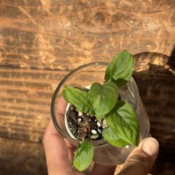 Swiss Cheese Plant or Monkey Mask Monstera: (Adansonii monstera)